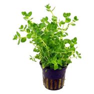 Rotala Sp Green Saksı Canlı Bitki