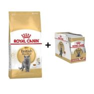 Royal Canin British Shorthair 4 kg Yetişkin Kedi Maması + 12 Adet Yaş Mama