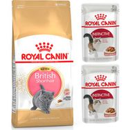 Royal Canin British Shorthair Kitten Yavru 4 kg Kedi Maması + Royal Canin Parça Etli Yaş Mama 2 Adet