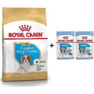 Royal Canin Cavalier Kingr Charles 1.5 kg Yavru Köpek Maması + 2 Adet Yaş Mama