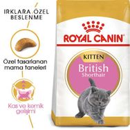Royal Canin Temizlik Mendili+2 kg Kitten British Shorthair Yavru Irk Kedi Maması