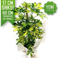Schefflera Bitki