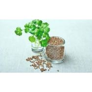Seed 10 gr 1 Paket Kişniş Tohumu