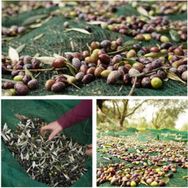 Sera Trend 3x6 m 75'lik Zeytin Toplama Gölgelik Fındık Fıstık Dut Meyve Taban Örtü Filesi