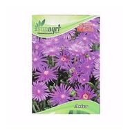 Sunagri Aster Süs Bitki Çiçek Tohumu