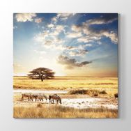 Tabloshop Afrika Zebra 50x50 cm Tablo