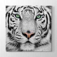 Tabloshop Beyaz Kaplan 100x100 cm Tablo