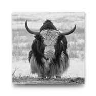 Tabloshop Bufalo 80x80 cm Tablo