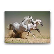 Tabloshop Kumda Koşan Beyaz Atlar 125x80 cm Tablo