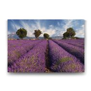 Tabloshop Lavanta Tarlası 140x100 cm Tablo