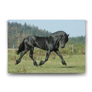 Tabloshop Siyah Arap Atı 100x70 cm Tablo
