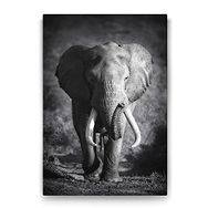 Tabloshop Yaşlı Fil 70x100 cm Tablo