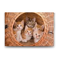 Tabloshop Yavru Kediler 125x80 cm Tablo