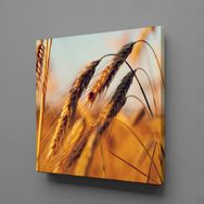Technopa Başak Salkımı 40x40 cm Kanvas Tablo