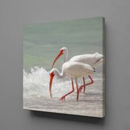 Technopa Beyaz Flamingolar 100x100 cm Kanvas Tablo