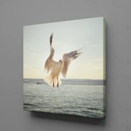 Technopa Beyaz Martı 90x90 cm Kanvas Tablo