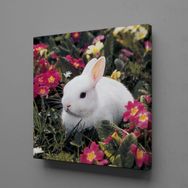 Technopa Beyaz Tavşan 60x60 cm Kanvas Tablo