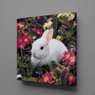 Technopa Beyaz Tavşan 80x80 cm Kanvas Tablo
