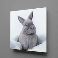 Technopa Gri Tavşan 50x50 cm Kanvas Tablo