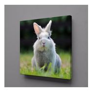 Technopa Gri Tavşan 70x70 cm Kanvas Tablo