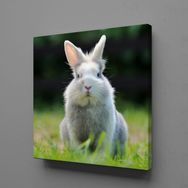 Technopa Gri Tavşan 80x80 cm Kanvas Tablo