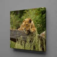 Technopa Kahverengi Aslan 110x110 cm Kanvas Tablo