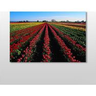 Technopa Lale Tarlası 120x80 cm Kanvas Tablo