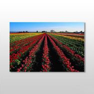 Technopa Lale Tarlası 45x30 cm Kanvas Tablo
