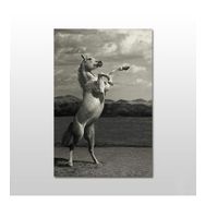 Technopa Şaha Kalkan At 160x80 cm Kanvas Tablo