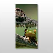 Technopa Timsah ve Kurbağa 60x90 cm Kanvas Tablo