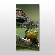 Technopa Timsah ve Kurbağa 90x135 cm Kanvas Tablo