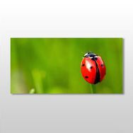 Technopa Uğur Böceği 160x80 cm Kanvas Tablo