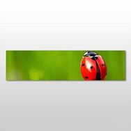 Technopa Uğur Böceği 270x90 cm Kanvas Tablo