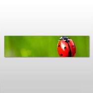 Technopa Uğur Böceği 60x20 cm Kanvas Tablo