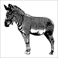 Technopa Zebra 100 cm Folyo Duvar Stickerı
