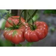 Tohhum 10 Dev Pembe Belçika Domatesi Giant Belgium Tohum