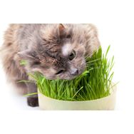 Tohhum 1000+ Kedi Çimi Tohumu Tohum