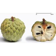 Tohhum 2 Adet Sugarapple Tohumu