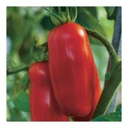 Tohhum 25+ San Marzano Domates Tohum