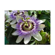 Tohhum 5 Adet Passiflora Tohumu