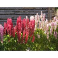 Tohhum Acı Bakla Çiçeği Lupine Tohum