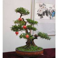 Tohhum Bonsai Nar Ağacı Tohumu
