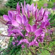 Tohhum Cleome Spinosa Örumcek Çiçeği Tohumu