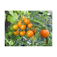 Tohhum Gold Nugget Cherry Domates Tohumu