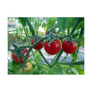 Tohhum İtalyan Cherry Domates Tohumu