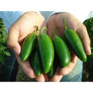 Tohhum Kırmızı Jalapeno Biber Tohumu