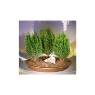Tohhum Limon Servi Bonsai Ağacı Tohumu