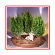 Tohhum Limon Servi Bonsai Tohumu