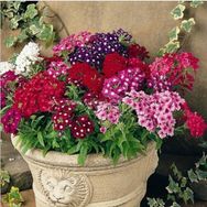 Tohhum Mine Çiçeği Verbena Grandiflora Tohum
