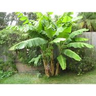 Tohhum Muz Tohumu Mysore Banana Tohumu